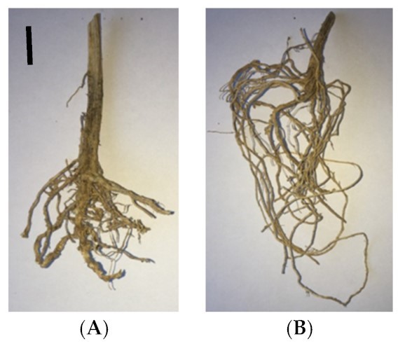 NEW BACILLUS STRAINS PROMISING FOR PROTECTING CUCUMBER PLANTS AGAINST ROOT-KNOT NEMATODE MELOIDOGYNE INCOGNITA KOF. IN A GREENHOUSE
