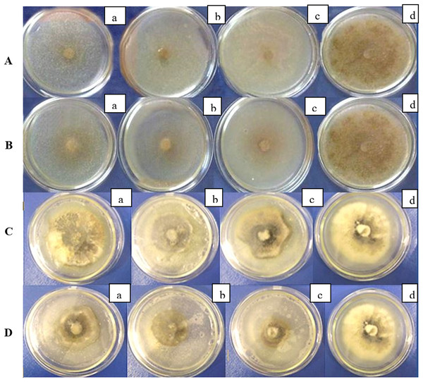 Biological control of important potato and raspberry fungal diseases by two Bacillus Velezensis strains. 